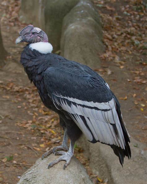 Andean Condor - C.S.W.D