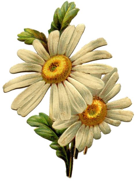 Vintage Daisy Image - The Graphics Fairy