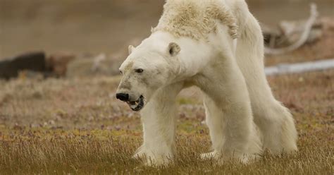 FACT CHECK: Does a Viral Video Show a Polar Bear Starving to Death?