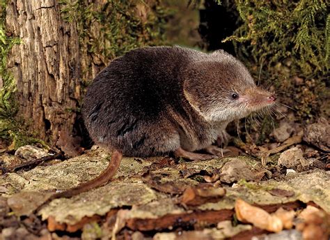 Shrew | Habitat & Facts | Britannica