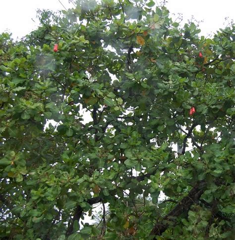 Cashew Tree: Pictures, Facts Photos On Cashew Trees