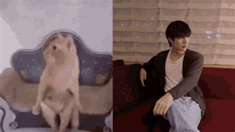 Mingi Sitting GIF - Mingi Sitting Cat - Discover & Share GIFs