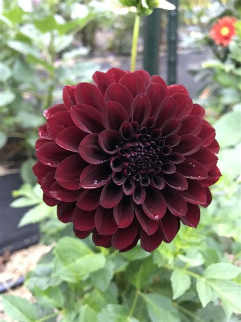 10 Black Dahlia Flower High-quality Seeds Fresh Garden Backyard - Etsy | Dahlia flower, Flower ...