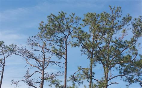 Why Are My Pine Trees Dying? - UF/IFAS Extension Volusia County