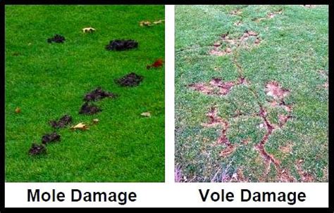 Dealing with Voles and Moles