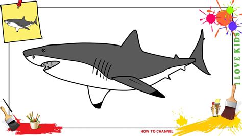 Great White Shark Drawings Step Step