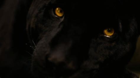 Black Panther Eyes Wallpapers - Top Free Black Panther Eyes Backgrounds - WallpaperAccess