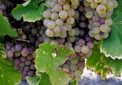 10 Popular White Wine Grape Varieties From All Over the World - Fine Wine Master