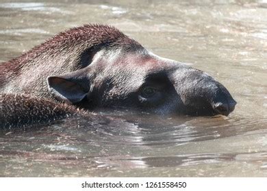 212 Swimming Tapir Images, Stock Photos & Vectors | Shutterstock