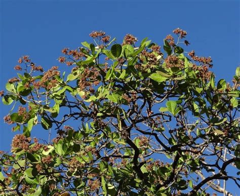 How to Grow Your Own Cashew Tree | Happy DIY Home