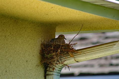 Mourning Dove in Her Nest (CA 00330 Stock Photo - Image of mammal ...