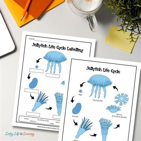 Jellyfish Worksheets