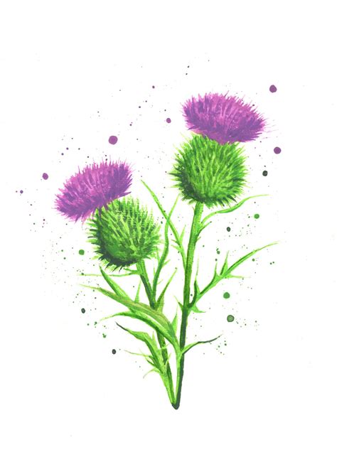 Thistle print thistle art scottish thistle thistle | Etsy