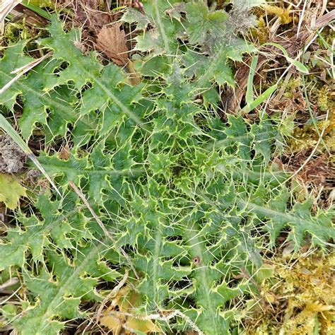 220213 creeping thistle | earthstar