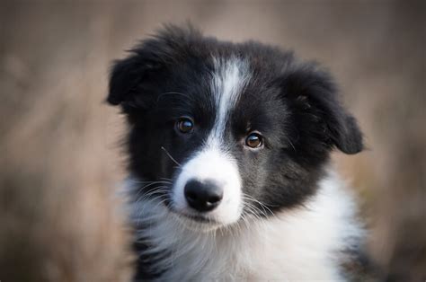 The Complete List Of 250+ Brilliant Border Collie Names | My Pet's Name