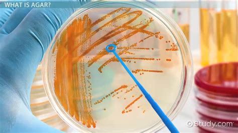 Types Of Ready To Use Agar Plates Advancellsdiagnostics, 52% OFF