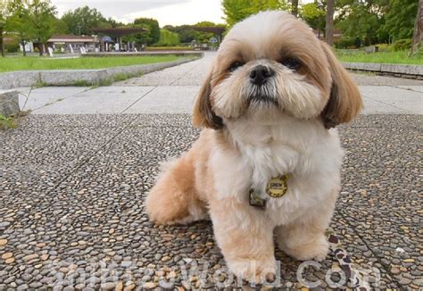 shih tzu haircuts puppy cut - Haircuts Models Ideas