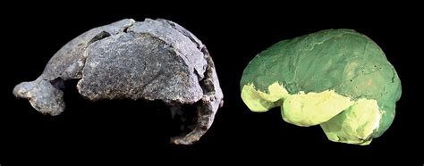 Estudian el cerebro del fósil de 'Homo erectus' con menor capacidad craneal