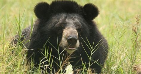 Extraordinary Moon Bear Rescue: Bile Farm Transformed Into Sanctuary - The Dodo