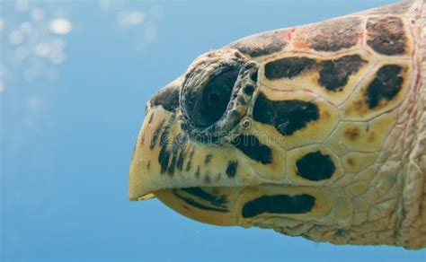 Sea Turtle Portrait Eye Close Up Stock Image - Image: 32309279