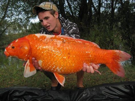 Biggest Koi Fish | Unp.me