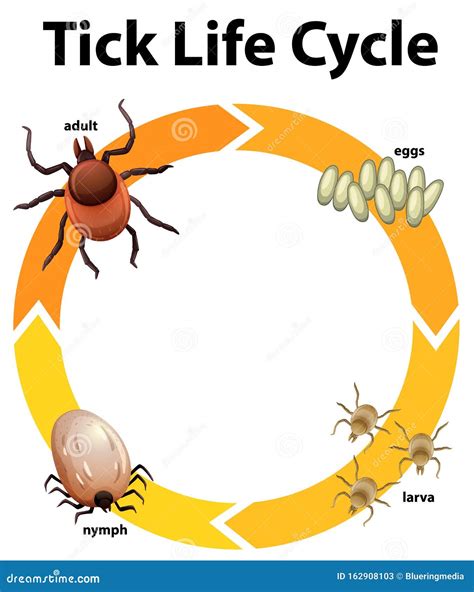 Hard Tick Life Cycle