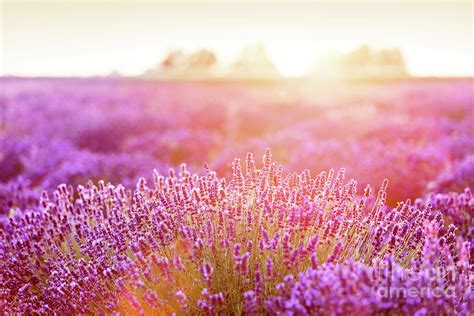 Lavender flower field at sunset. Photograph by Michal Bednarek