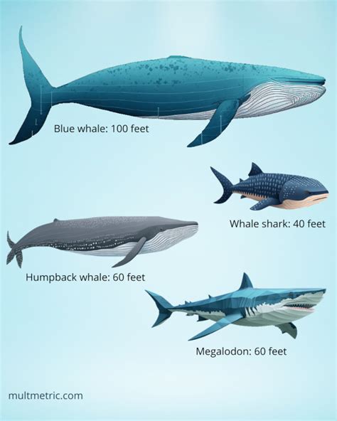 Blue Whale Size Comparison