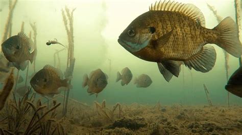 Bluegill Sunfish | A Comprehensive Species Guide - Wired2Fish