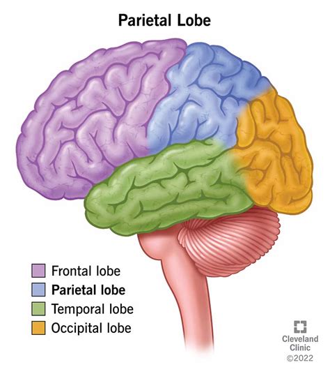 Parietal Lobe: What It Is, Function, Location & Damage