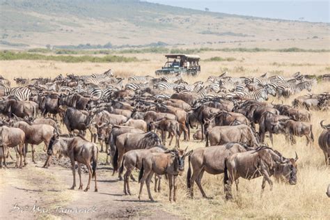 Capturing the Moment: Masai Mara: The Great Migration