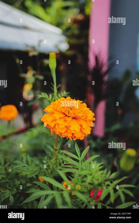 Mexican marigold flower in the garden Stock Photo - Alamy