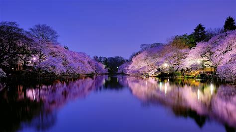 🔥 Free Download Cherry Blossom On Park Lake In Osaka Wallpaper Hd by @kennethlewis | WallpaperSafari