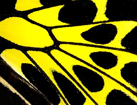 36 Stunning Patterns That Are Actually Macro Butterfly Wings - The Shutterstock Blog