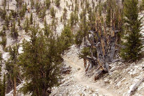 Meet The Methuselah Tree, The Oldest Tree In The World