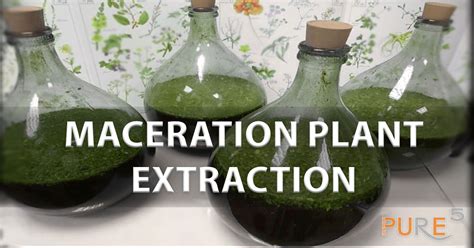 Maceration Plant Extraction Explained: Unlocking the Potential