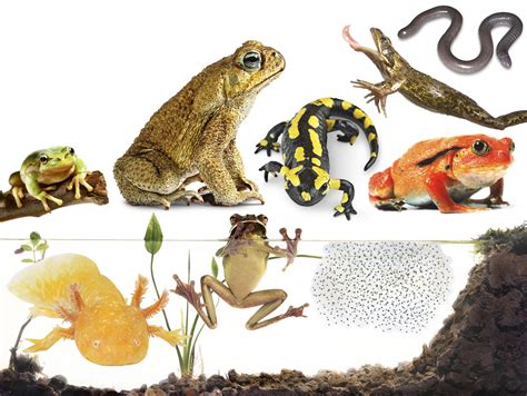 Types of Amphibians | Amphibians for Kids | DK Find Out