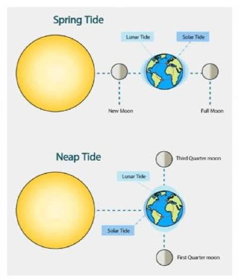 Shows Spring tide & Neap tide position | Download Scientific Diagram