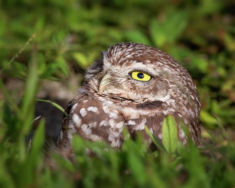 Baby Burrowing Owl Photograph by Mark Andrew Thomas - Pixels