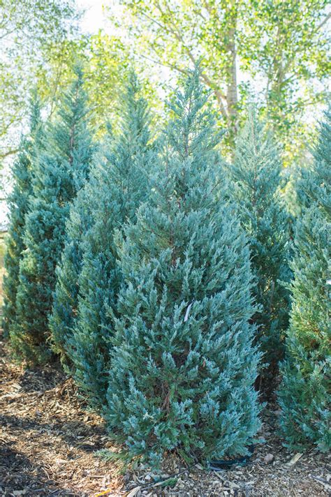 JUNIPER MOONGLOW For Sale in Boulder Colorado