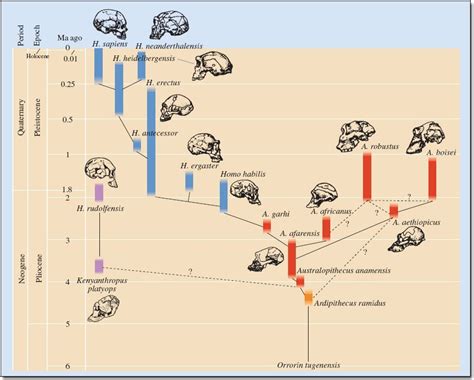 Jeff's Lunchbreak: Understanding Evolution - How Humans and Apes Fit Into the Tree of Life