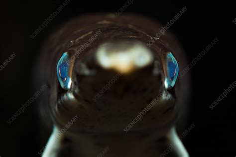 Spotted Gar - Stock Image - C031/8296 - Science Photo Library