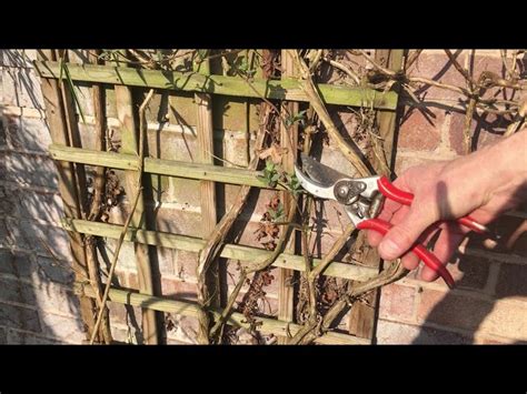 How to Prune Your Honeysuckle Vine - HayFarmGuy