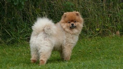 435+ Fluffy Dog Names We Adore - My Dog's Name