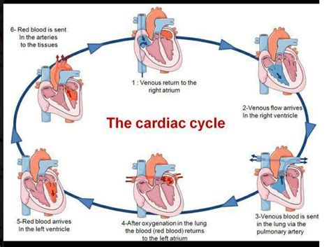 Cardiac Cycle | Cardiac cycle, Nursing school survival, Nursing school ...