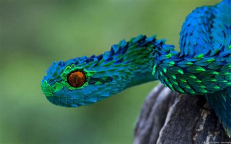 African Bush Viper Colors