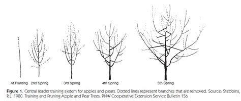 Pruning Pear Fruit Trees | Fruit Trees