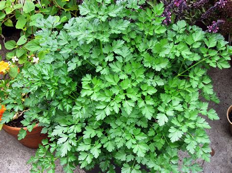 Parsley - Plant Propagation