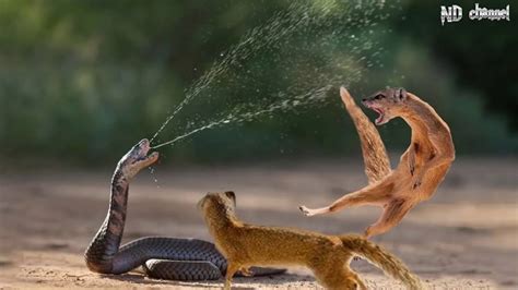 Mongoose Fighting A Snake