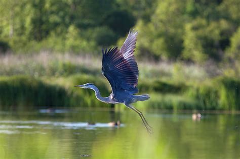 Flying Great Blue Heron by Photol